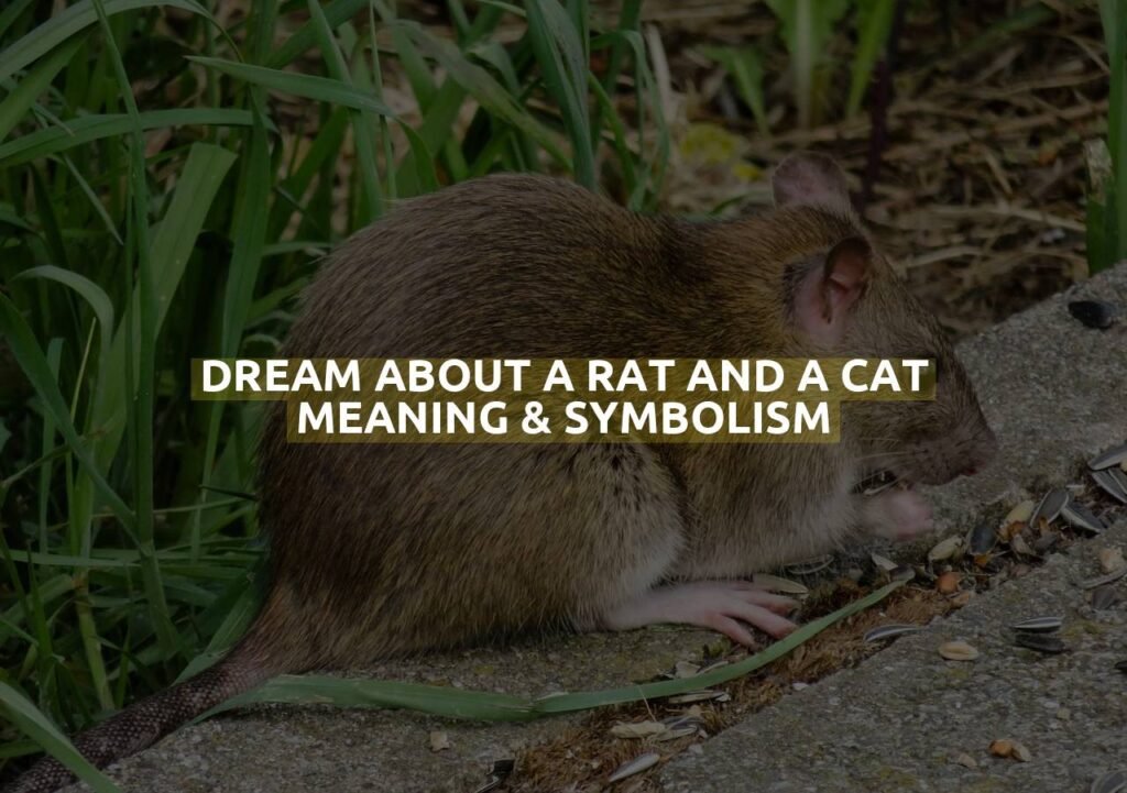 Dream About A Rat And A Cat Meaning & Symbolism