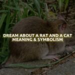 Dream About A Rat And A Cat Meaning & Symbolism