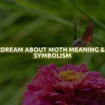 Dream About Moth Meaning & Symbolism