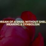 Dream Of A Snail Without Shell Meaning & Symbolism