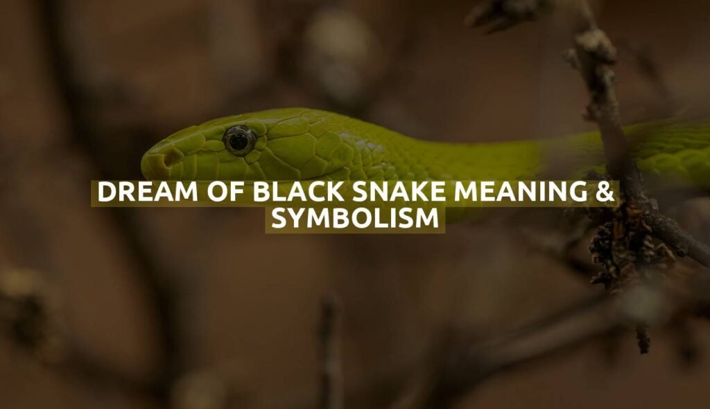 Dream Of Black Snake Meaning & Symbolism