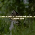 Dream Of Cat Dying Meaning & Symbolism