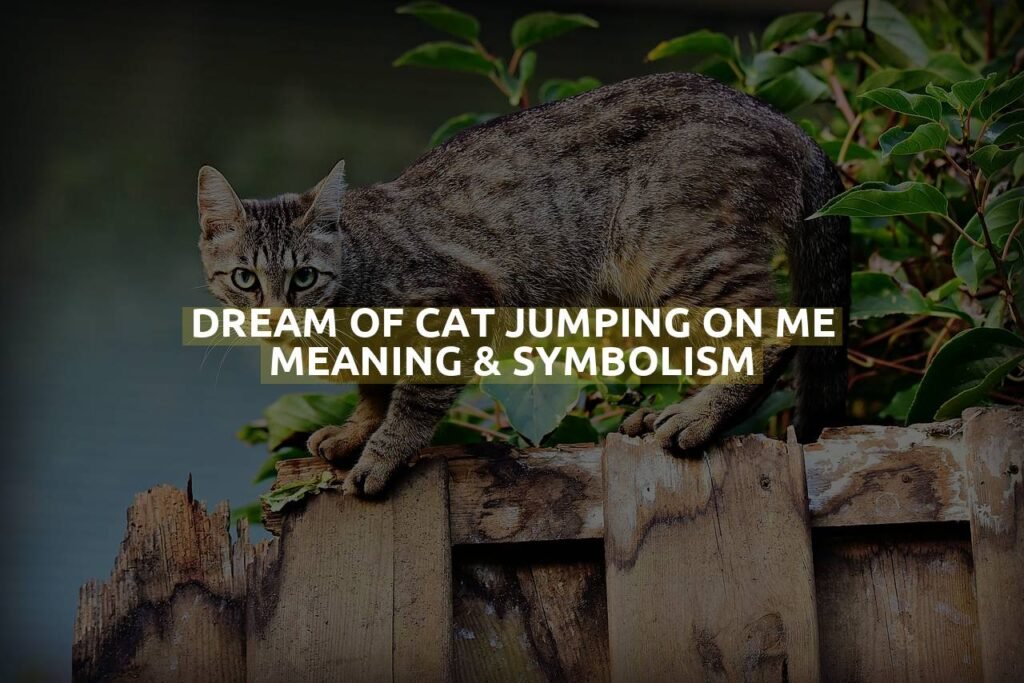 Dream Of Cat Jumping On Me Meaning & Symbolism