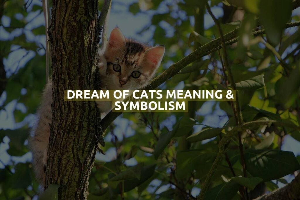 Dream Of Cats Meaning & Symbolism