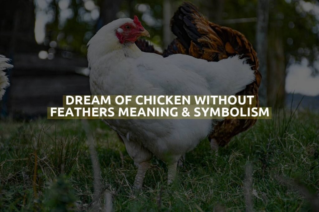 Dream Of Chicken Without Feathers Meaning & Symbolism