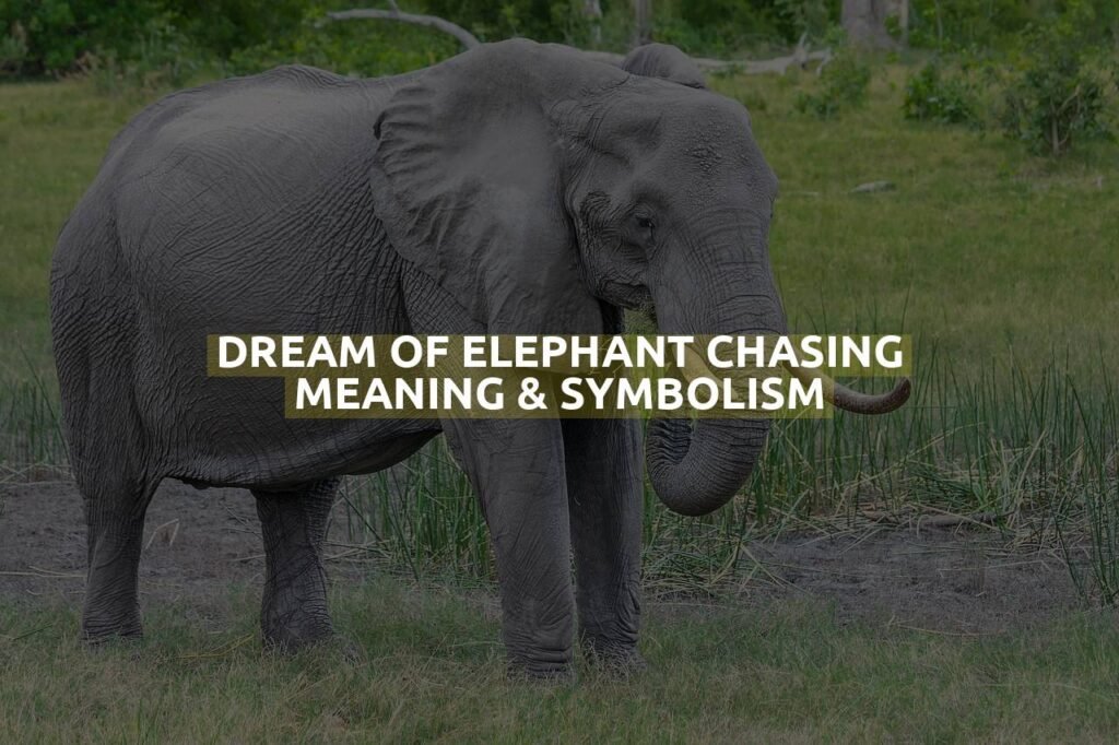 Dream Of Elephant Chasing Meaning & Symbolism