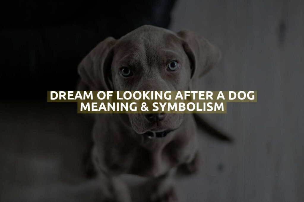 Dream Of Looking After A Dog Meaning & Symbolism