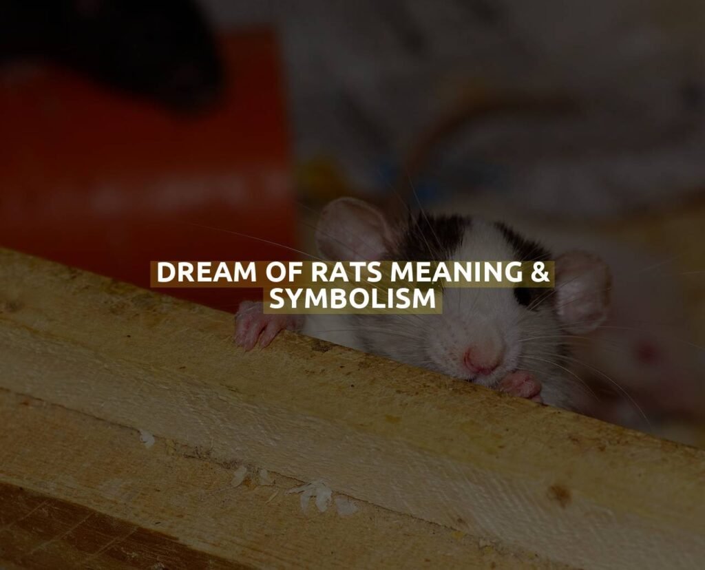 Dream Of Rats Meaning & Symbolism