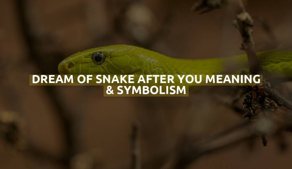 Dream Of Snake After You Meaning & Symbolism