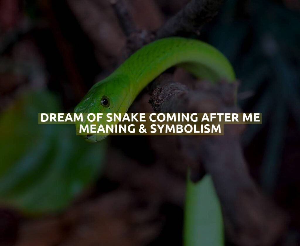 Dream Of Snake Coming After Me Meaning & Symbolism