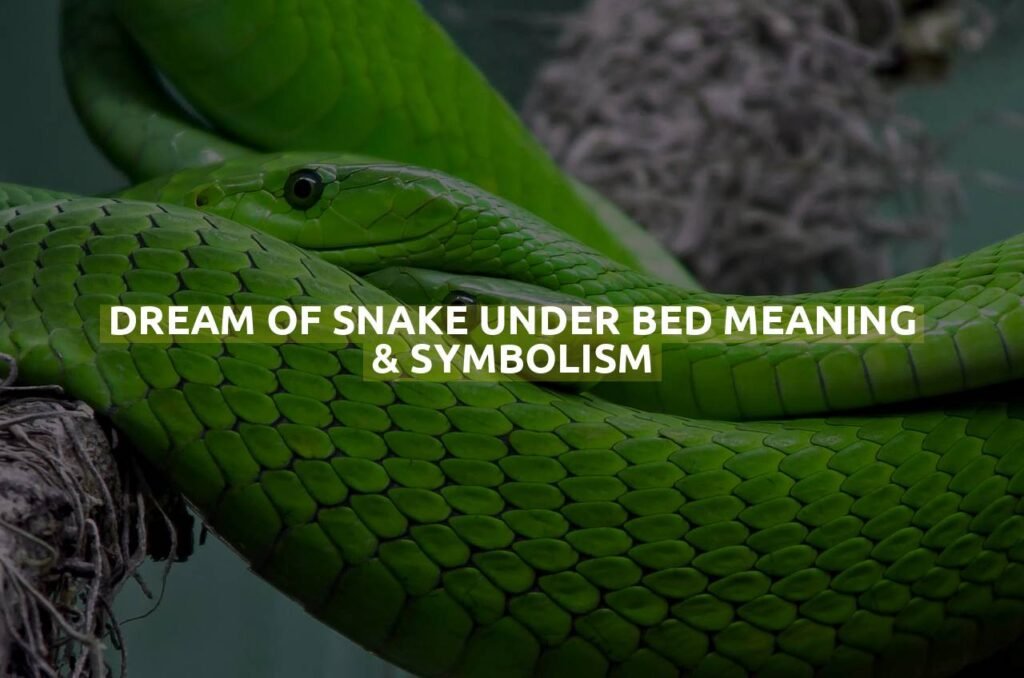 Dream Of Snake Under Bed Meaning & Symbolism