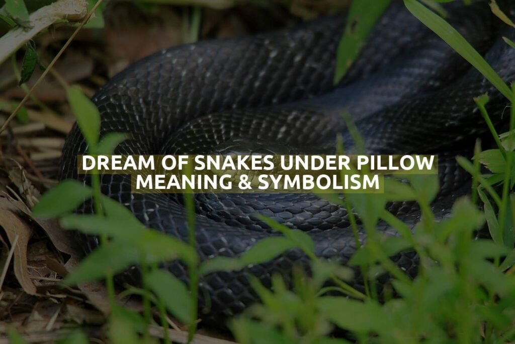 Dream Of Snakes Under Pillow Meaning & Symbolism