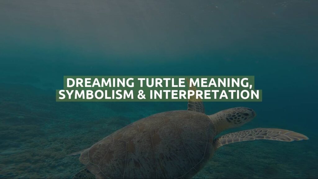 Dreaming Turtle Meaning, Symbolism & Interpretation