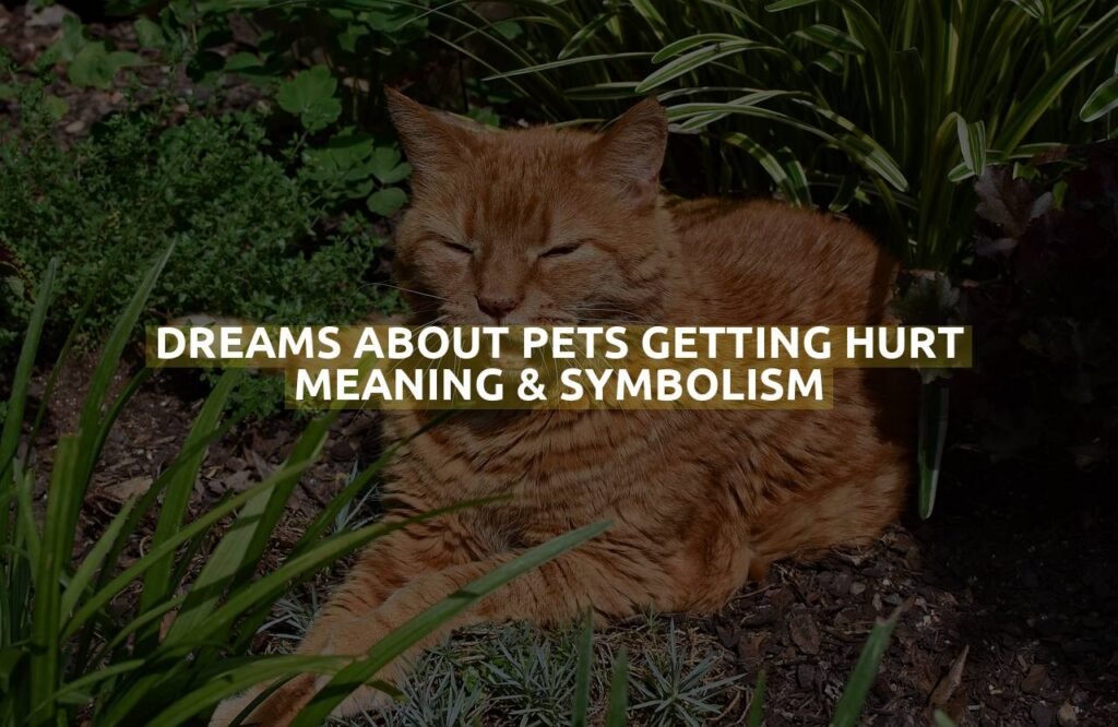 Dreams About Pets Getting Hurt Meaning & Symbolism