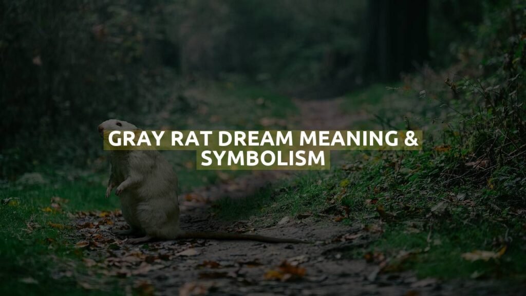 Gray Rat Dream Meaning & Symbolism