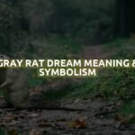 Gray Rat Dream Meaning & Symbolism