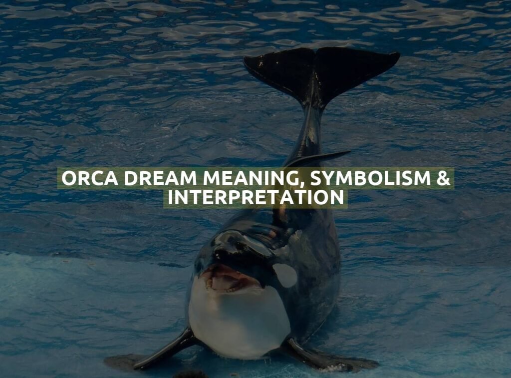 Orca Dream Meaning, Symbolism & Interpretation