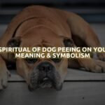 Spiritual Of Dog Peeing On You Meaning & Symbolism