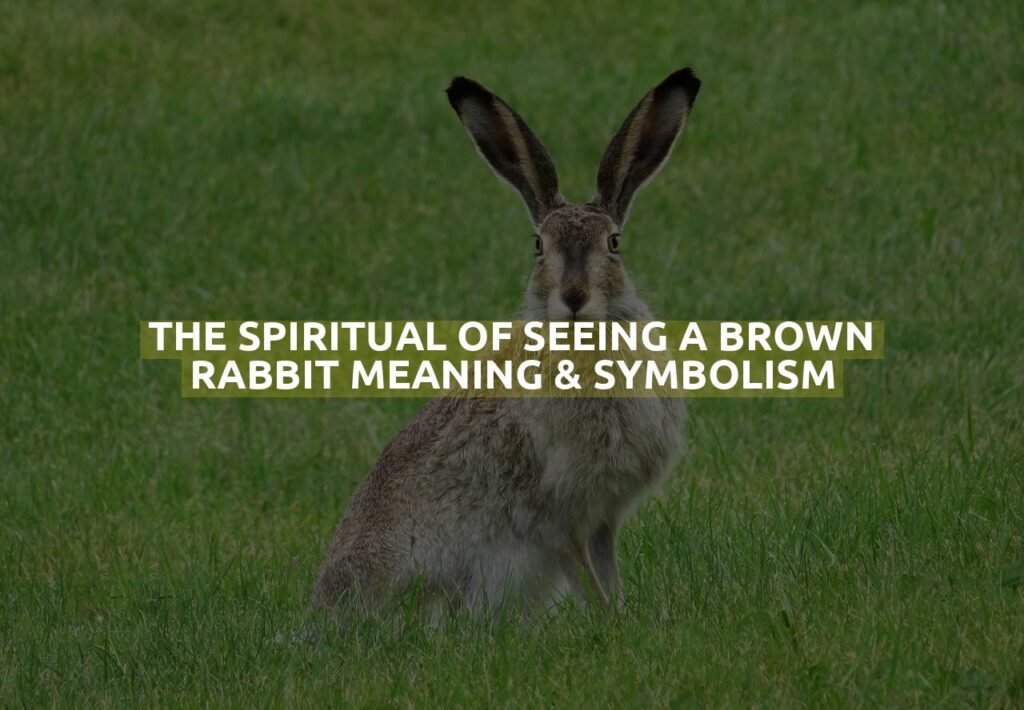 The Spiritual Of Seeing A Brown Rabbit Meaning & Symbolism