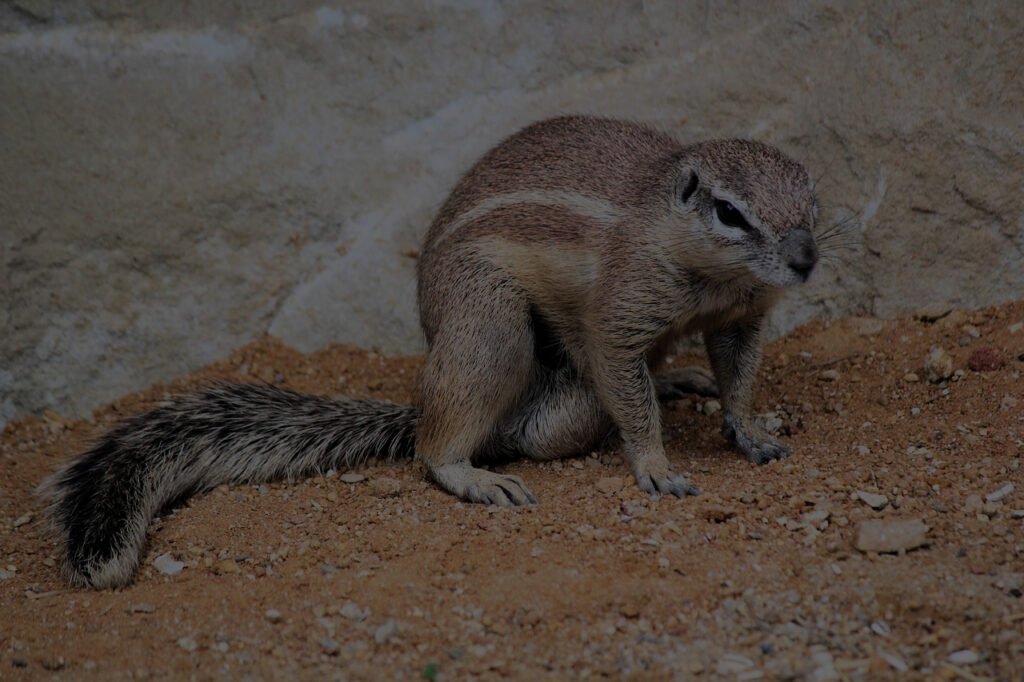 Biblical Meaning Of A Squirrel In A Dream