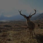 Biblical Meaning Of Deer In Dreams