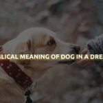 Biblical Meaning Of Dog In A Dream