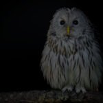 Biblical Meaning Of Owls In Dreams