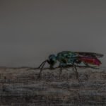 Biblical Meaning Of Wasps In Dreams