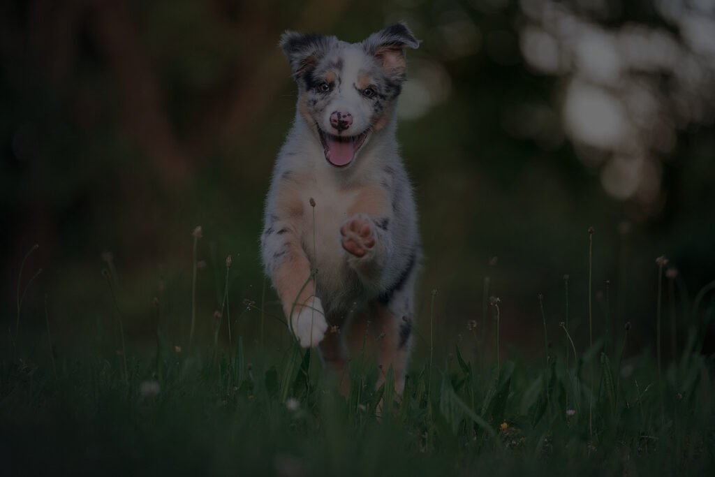 Black Dog In Dream Biblical Meaning