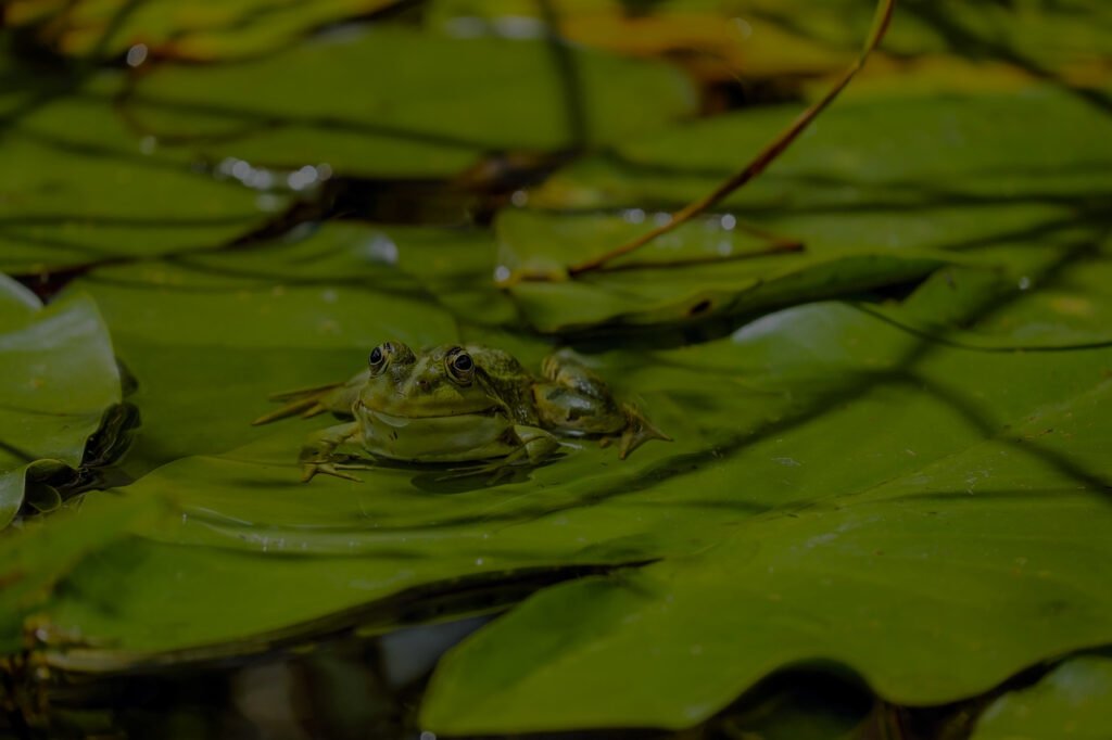 Dreams Of Frogs Biblical Meaning