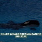 Killer Whale Dream Meaning Biblical