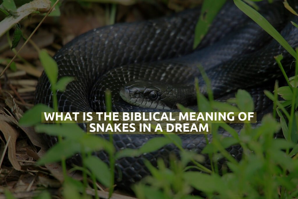 What Is The Biblical Meaning Of Snakes In A Dream